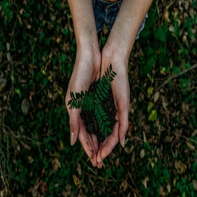 Planting Installation